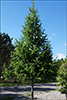 American Larch (Tamarack)