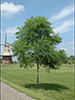Decaf Kentucky Coffee Tree