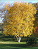 Prairie Dream Paper Birch